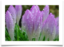 flower raindrops - Geoffrey Hughes